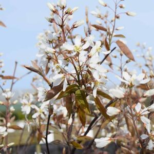 Amelanchier lamarckii 300-350 cm